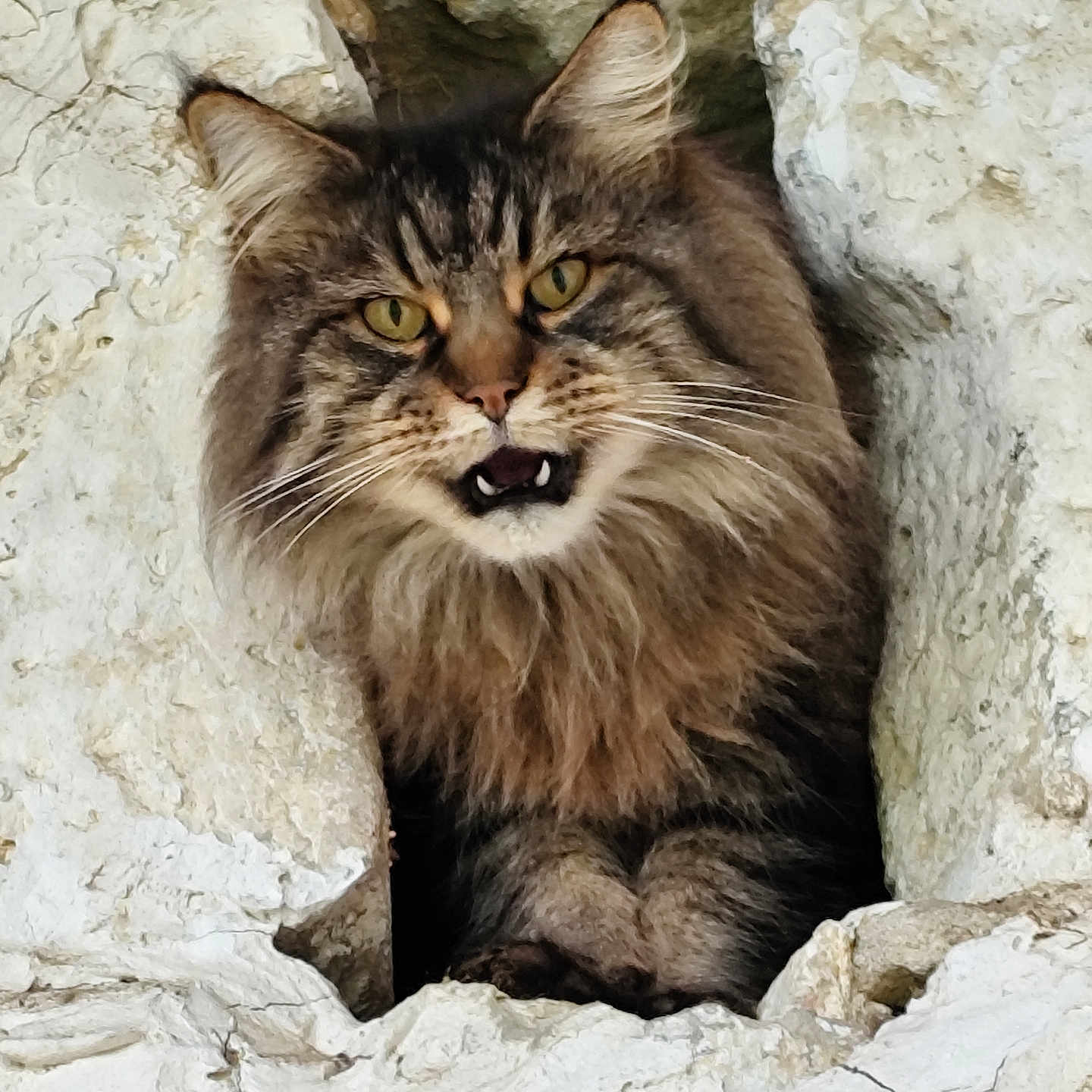 Fabienne Meunier a rejoint le concours — aidez-le/la à gagner de superbes lots ! animal, cat, closeup, crevice, curious, face, fangs, feline, fluffy, fur, muzzle, nature, outdoor, paw, portrait, rock, texture, whiskers, wild, yellow_eyes