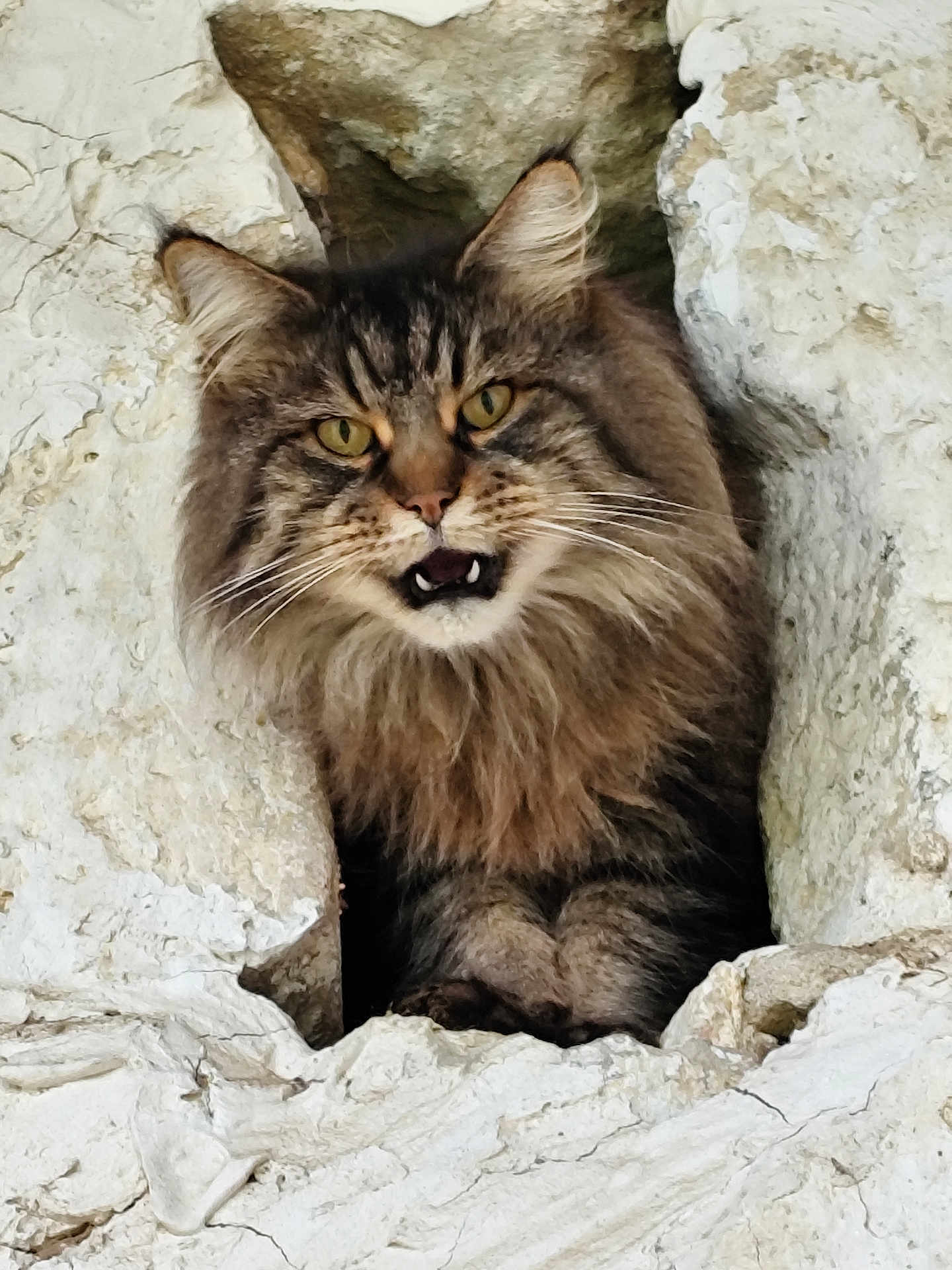 Fabienne Meunier a rejoint le concours — aidez-le/la à gagner de superbes lots ! cat, fluffy, rock, crevice, animal, wild, feline, outdoor, nature, portrait, face, whiskers, yellow_eyes, fur, closeup, curious, paw, muzzle, fangs, texture