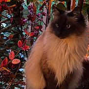 Zelda is registered to the contest to win money with this photo: cat, fluffy, animal, pet, stone, pedestal, plant, foliage, leaves, flower, colorful, outdoor, nature, portrait, sitting, warm_light, garden, relaxed, cute, domestic_animal