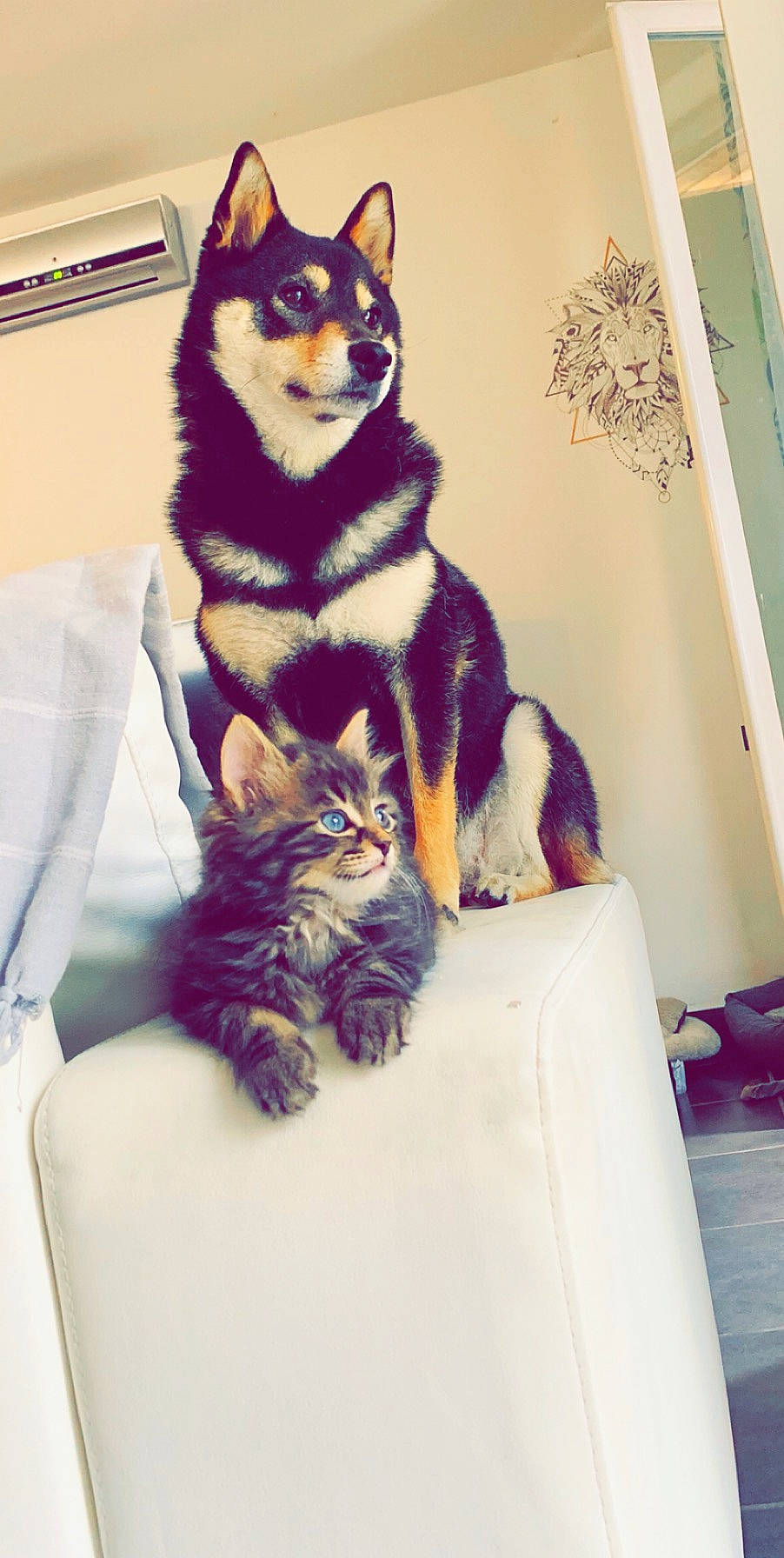 Pancho participe au concours pour gagner de l'argent avec cette photo : alaskan_malamute, canidae, carnivore, cat, companion_dog, dog, dog_breed, felidae, fur, lapponian_herder, mammal, siberian_husky, small_to_medium_sized_cats, sporting_group, tail, vertebrate, whiskers, wolfdog