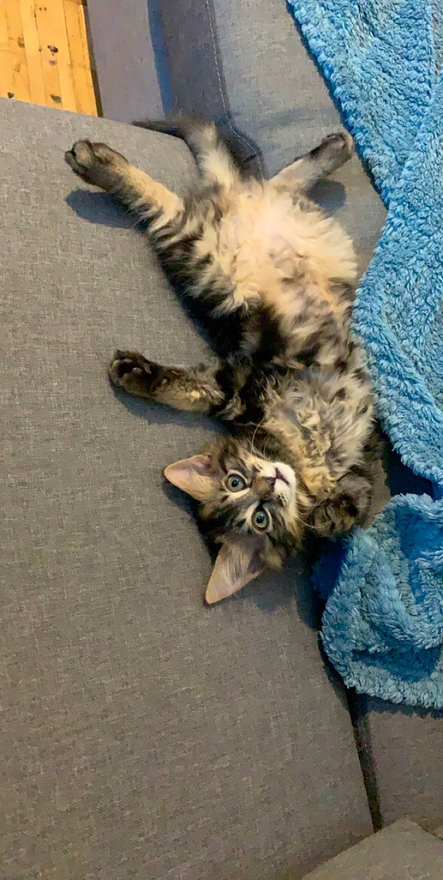 Pancho participe au concours pour gagner de l'argent avec cette photo : carnivore, cat, claw, domestic_short_haired_cat, dragon_li, egyptian_mau, european_shorthair, felidae, fur, german_rex, kitten, paw, pixie_bob, polydactyl_cat, small_to_medium_sized_cats, tabby_cat, whiskers