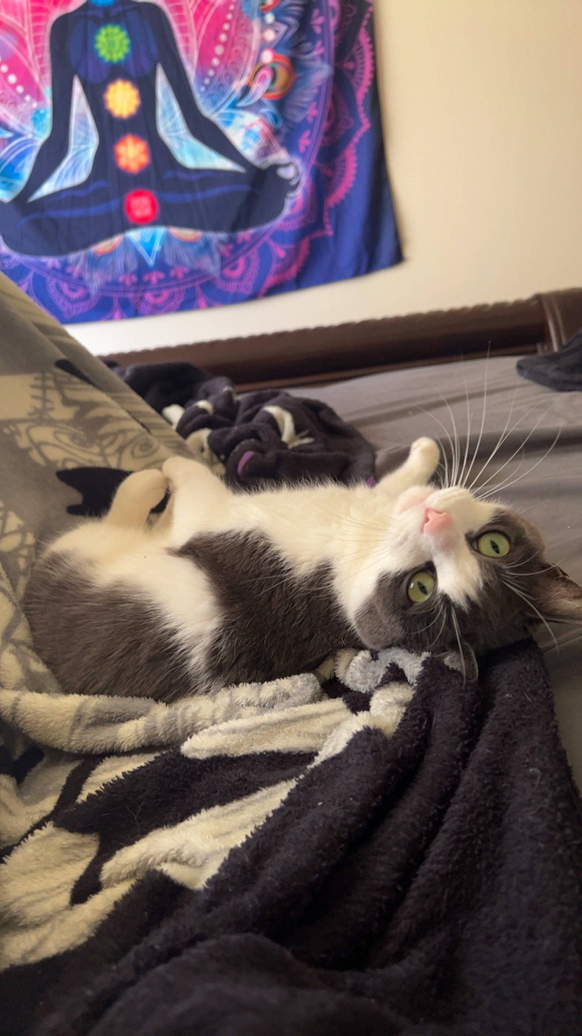 Vivian joined the competition — help win amazing prizes! bag, bedding, canidae, carnivore, cat, claw, comfort, domestic_short_haired_cat, felidae, fur, grey, linens, mammal, nap, paw, room, sleeve, small_to_medium_sized_cats, tail, whiskers