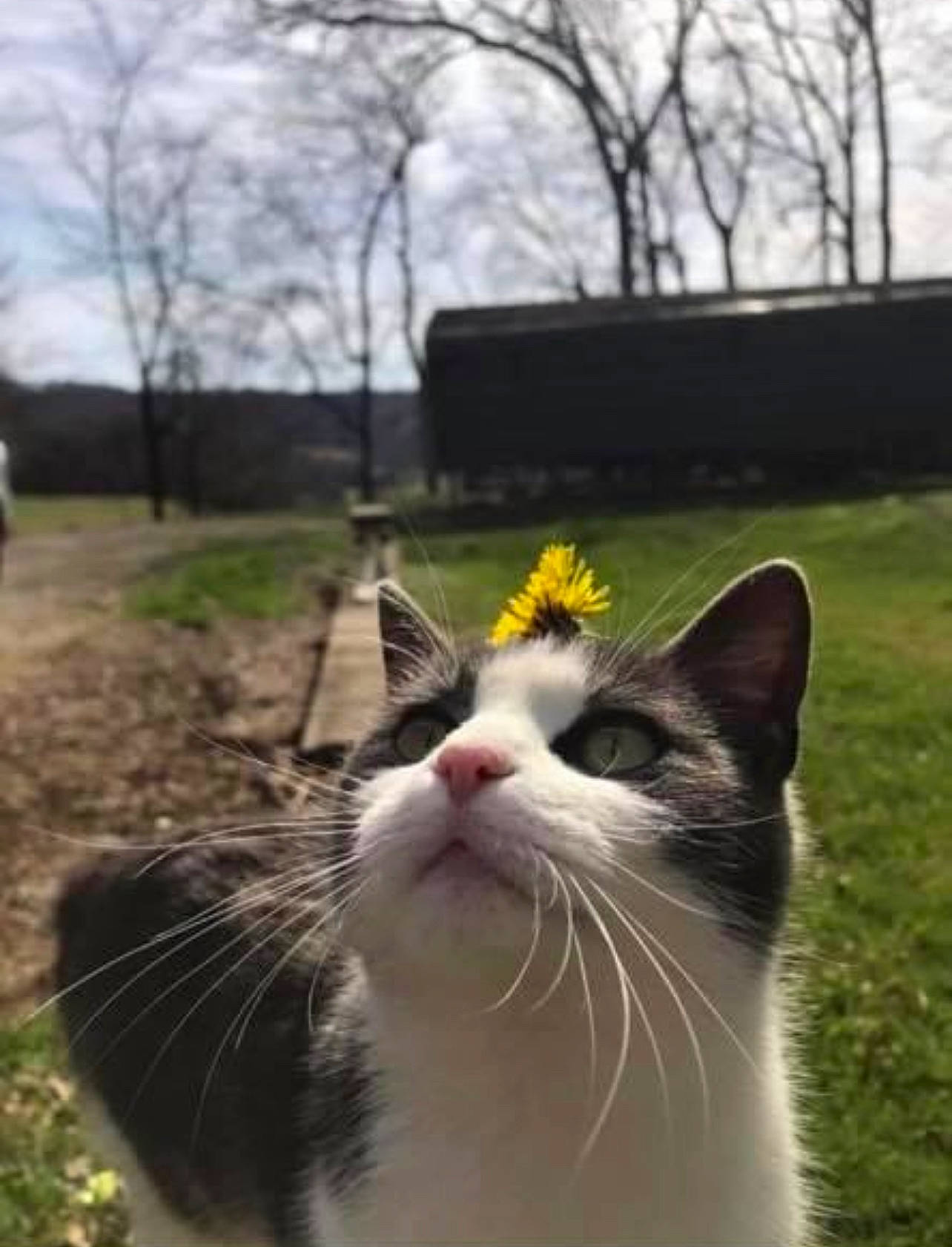 Vivian joined the competition — help win amazing prizes! carnivore, cat, cloud, domestic_short_haired_cat, eye, felidae, fur, grass, happy, plant, sky, small_to_medium_sized_cats, snout, tail, tree, whiskers