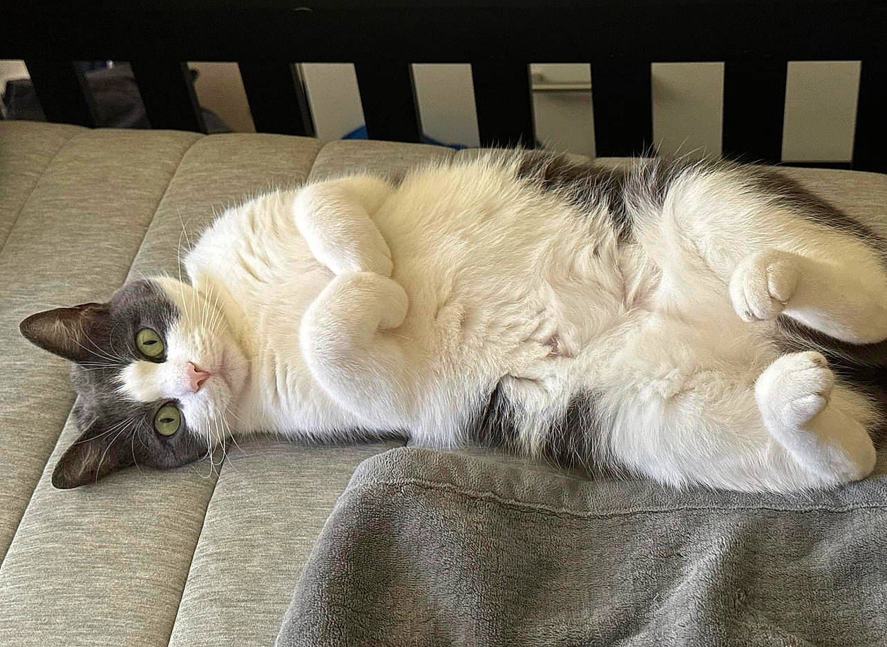 Vivian joined the competition — help win amazing prizes! bed, carnivore, cat, claw, comfort, companion_dog, domestic_short_haired_cat, eye, fawn, felidae, foot, fur, grey, nap, paw, sleep, small_to_medium_sized_cats, snout, tail, whiskers