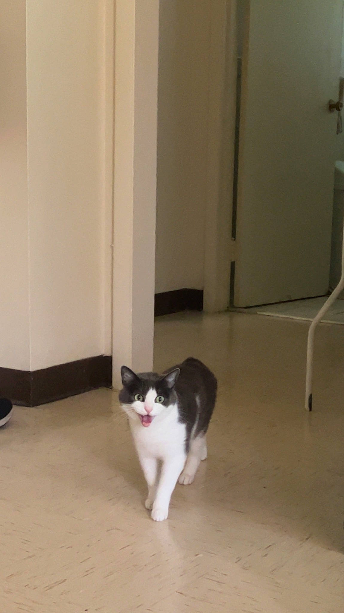 Vivian joined the competition — help win amazing prizes! carnivore, cat, domestic_short_haired_cat, door, felidae, floor, flooring, fur, hardwood, laminate_flooring, paw, room, small_to_medium_sized_cats, snout, tail, tile, whiskers, window, wood, wood_flooring