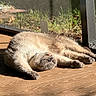 Cletus is registered to the contest to win money with this photo: animal, cat, cozy, daylight, domestic_animal, fur, home, indoor, natural_light, peaceful, pet, quiet, relaxation, resting, screen_window, shadow, sleeping, stretching, sunlight, wooden_floor