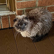 Cletus is registered to the contest to win money with this photo: animal, brick_wall, brown, cat, close_up, curious, cute, domestic_cat, eyes, feline, fluffy, folded_ears, fur, indoor, looking, pet, sitting, texture, whiskers, wooden_floor