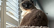 Cletus is registered to the contest to win money with this photo: animal, cat, closeup, cozy, domestic_cat, fluffy, folded_ears, fur, furniture, gray_cat, home, indoor, looking_back, natural_light, perch, pet, relaxed, soft_light, window, window_blinds