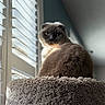 animal, cat, closeup, cozy, domestic_cat, fluffy, folded_ears, fur, furniture, gray_cat, home, indoor, looking_back, natural_light, perch, pet, relaxed, soft_light, window, window_blinds
