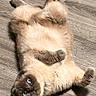 Cletus is registered to the contest to win money with this photo: adorable, animal, blue_eyes, cat, cute, domestic_animal, fluffy, fur, indoor, looking_up, lying_down, mammal, paws, pet, playful, relaxed, resting, short_hair, whiskers, wooden_floor