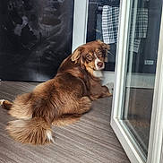 Vixye participe au concours pour gagner de l'argent avec cette photo : animal, brown, canine, companion, curious, dog, domestic, ears, floor, fluffy, glass_door, indoor, kitchen, looking_back, pet, reflection, relaxed, tail, towel, wooden_floor