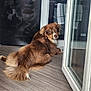 animal, brown, canine, companion, curious, dog, domestic, ears, floor, fluffy, glass_door, indoor, kitchen, looking_back, pet, reflection, relaxed, tail, towel, wooden_floor