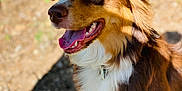 Vixye a rejoint le concours — aidez-le/la à gagner de superbes lots ! accessories, animal, beagle, bodypart, canine, cockerspaniel, collie, dog, goldenretriever, grass, hound, husky, mouth, papillon, person, pet, plant, puppy, strap, tongue