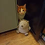 cat, orange_cat, white_cat, plush_toy, hedgehog_toy, wooden_floor, cabinet, indoor, curious, peeking, pet, animal, feline, soft_toy, floor, corner, household, pet_cat, cozy, domestic