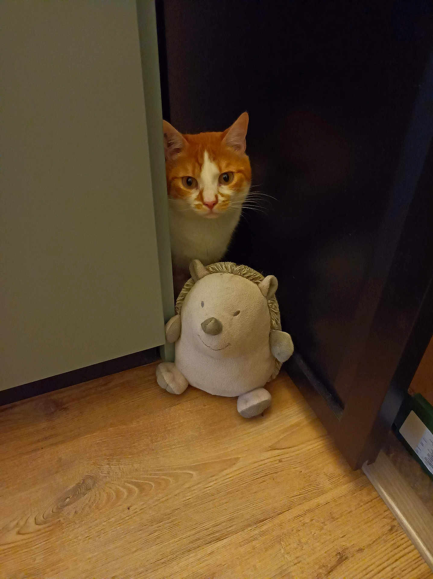 Horace a rejoint le concours — aidez-le/la à gagner de superbes lots ! cat, orange_cat, white_cat, plush_toy, hedgehog_toy, wooden_floor, cabinet, indoor, curious, peeking, pet, animal, feline, soft_toy, floor, corner, household, pet_cat, cozy, domestic