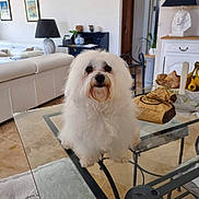 Molly participe au concours pour gagner de l'argent avec cette photo : dog, white_dog, fluffy, long_hair, pet, portrait, sitting, indoors, living_room, furniture, glass_table, sofa, lamp, decor, home, interior, face, eyes, grooming, curious