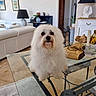 dog, white_dog, fluffy, long_hair, pet, portrait, sitting, indoors, living_room, furniture, glass_table, sofa, lamp, decor, home, interior, face, eyes, grooming, curious