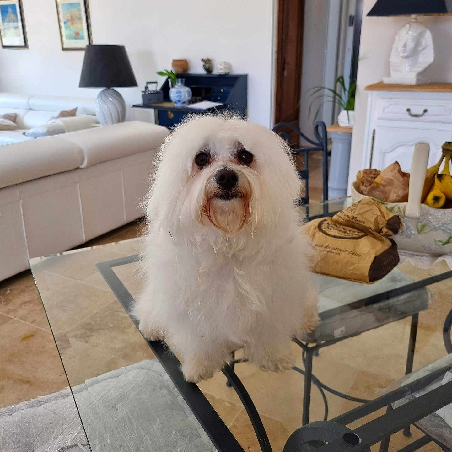 Molly participe au concours pour gagner de l'argent avec cette photo : dog, white_dog, fluffy, long_hair, pet, portrait, sitting, indoors, living_room, furniture, glass_table, sofa, lamp, decor, home, interior, face, eyes, grooming, curious