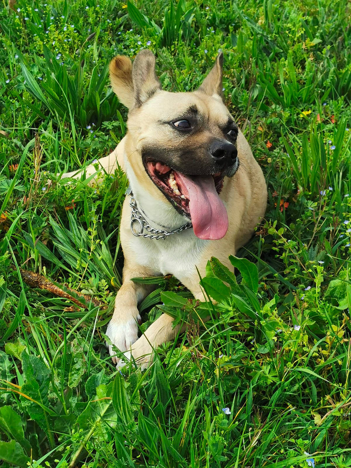 Eusky a rejoint le concours — aidez-le/la à gagner de superbes lots ! canidae, carnivore, companion_dog, dog, dog_breed, fawn, grass, lawn, mammal, plant, pug, puppy, snout, vertebrate