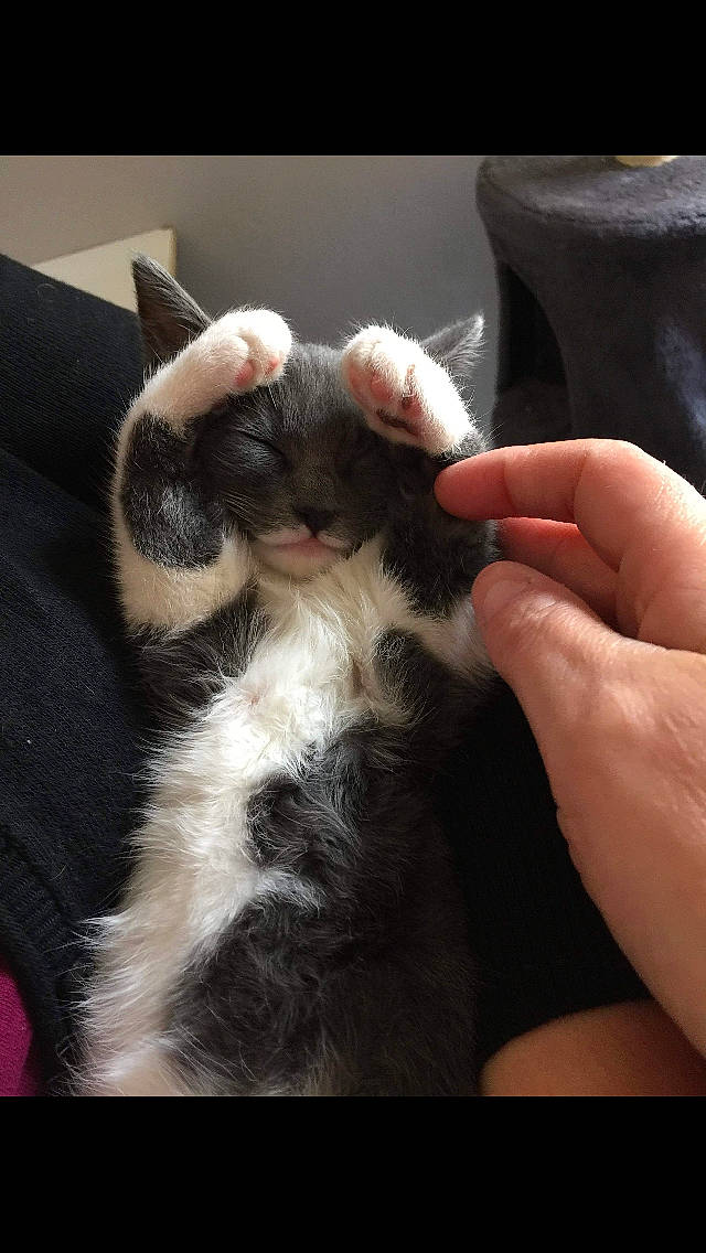 Nougat participe au concours pour gagner de l'argent avec cette photo : carnivore, cat, claw, ear, fawn, felidae, finger, fur, hand, kitten, nail, organ, paw, polydactyl_cat, skin, small_to_medium_sized_cats, whiskers