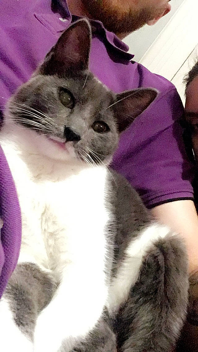 Nougat participe au concours pour gagner de l'argent avec cette photo : asian, carnivore, cat, domestic_short_haired_cat, ear, felidae, fur, kitten, mammal, small_to_medium_sized_cats, snout, thai, whiskers