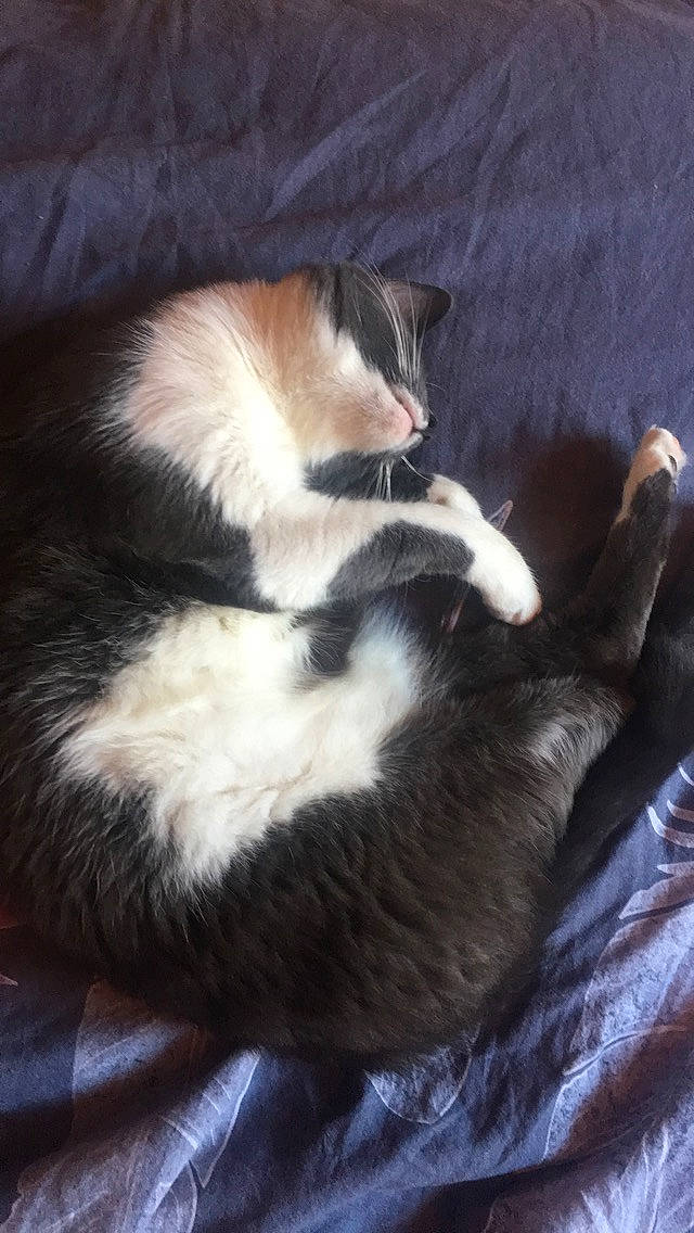 Nougat participe au concours pour gagner de l'argent avec cette photo : carnivore, cat, felidae, fur, kitten, small_to_medium_sized_cats, tail, whiskers