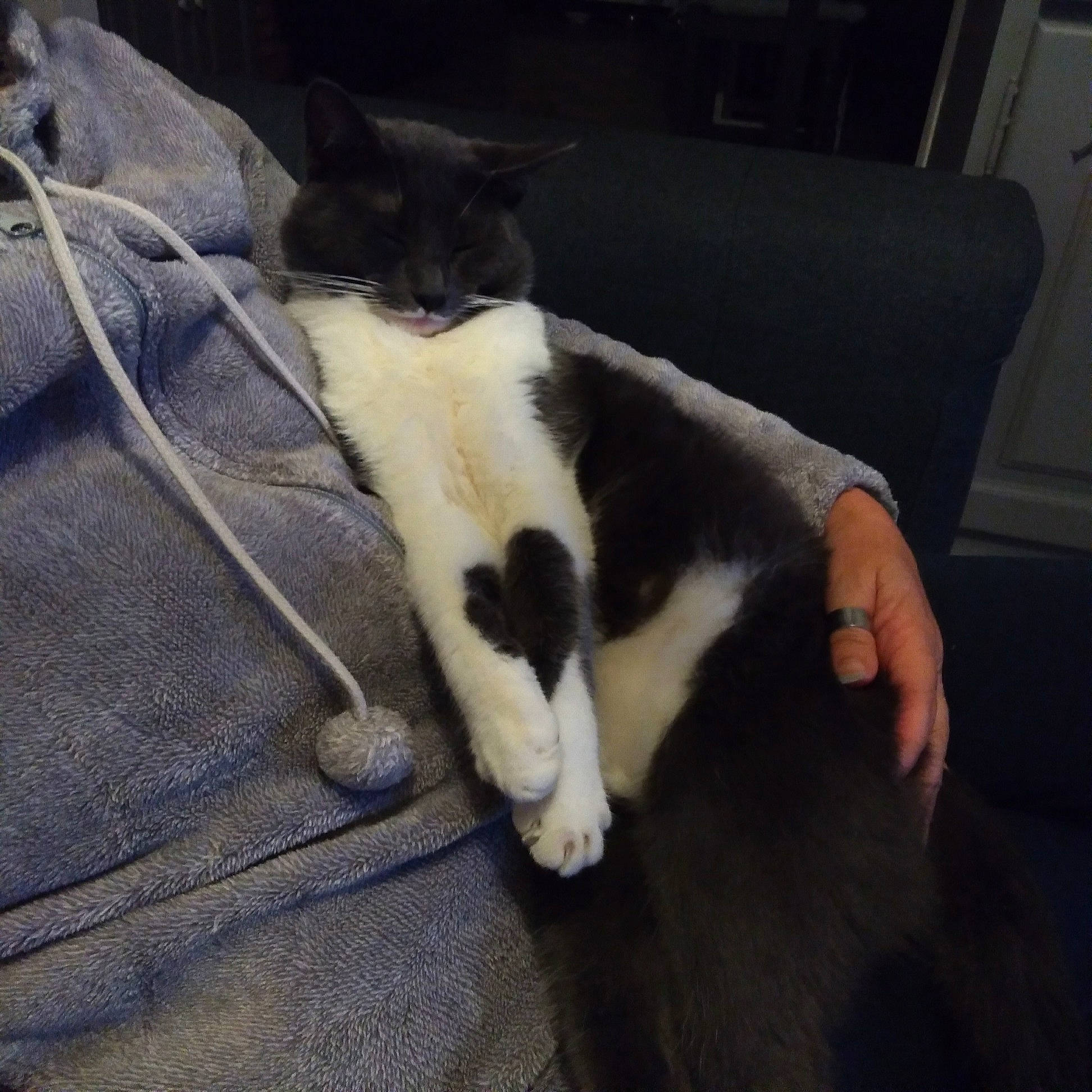 Nougat participe au concours pour gagner de l'argent avec cette photo : black_and_white, carnivore, cat, domestic_short_haired_cat, ear, european_shorthair, felidae, fur, kitten, leg, paw, polydactyl_cat, small_to_medium_sized_cats, tail, whiskers