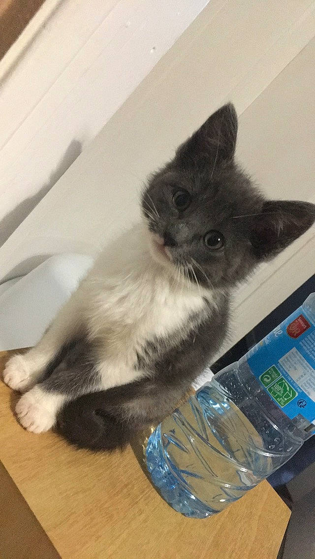 Nougat participe au concours pour gagner de l'argent avec cette photo : asian, carnivore, cat, domestic_short_haired_cat, felidae, kitten, korat, mammal, nebelung, ojos_azules, polydactyl_cat, russian_blue, small_to_medium_sized_cats, tail, tonkinese, vertebrate, whiskers