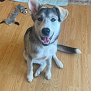 Frank is registered to the contest to win money with this photo: animal, collar, cute, dog, domestic_animal, ears, floor, fur, happy, indoor, looking_at_camera, pet, plush, puppy, raccoon_toy, sitting, smiling, tail, toy, wooden_floor