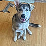 animal, collar, cute, dog, domestic_animal, ears, floor, fur, happy, indoor, looking_at_camera, pet, plush, puppy, raccoon_toy, sitting, smiling, tail, toy, wooden_floor
