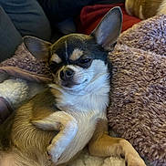 Sophia is registered to the contest to win money with this photo: animal, blanket, chihuahua, companion, couch, cozy, cute, dog, ear, face, fur, fur_texture, home, indoor, paw, pet, relaxed, resting, small_dog, snout