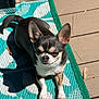 Sophia joined the competition — help win amazing prizes! animal, canine, chihuahua, cute, deck, dog, ears, fur, mat, outdoor, pattern, paw, pet, relaxing, shadow, small_dog, sunlight, teal, tongue_hidden, white