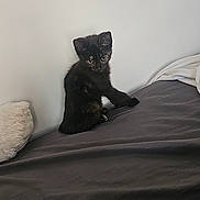Bianca a rejoint le concours — aidez-le/la à gagner de superbes lots ! animal, bed, bedroom, black_cat, blanket, cat, cozy, cute, ears, eyes, feline, fur, home, indoors, kitten, pet, pillow, portrait, sitting, upright