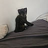 animal, bed, bedroom, black_cat, blanket, cat, cozy, cute, ears, eyes, feline, fur, home, indoors, kitten, pet, pillow, portrait, sitting, upright