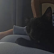 Akira participe au concours pour gagner de l'argent avec cette photo : black_cat, cat, lap, person, blue_clothing, cartoon_print, hand, curtains, window, indoor, resting, pet, feline, shadow, dark, quiet, relaxing, wooden_chair, animal, cozy