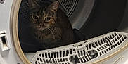 Pupuce participe au concours pour gagner de l'argent avec cette photo : animal, appliance, cat, device, electricaldevice, laundry, pet, washer