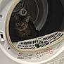 animal, appliance, cat, device, electricaldevice, laundry, pet, washer