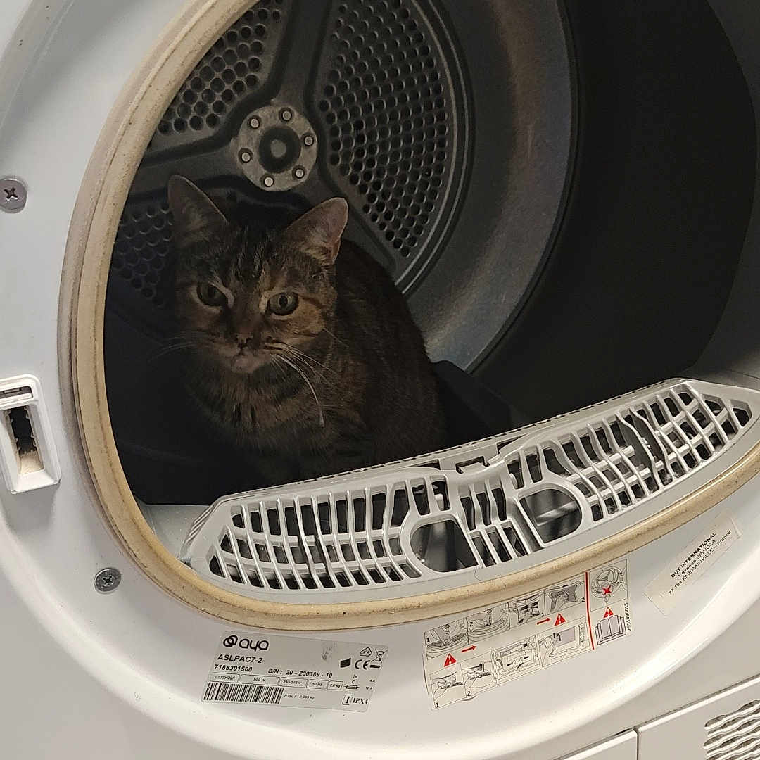 Pupuce participe au concours pour gagner de l'argent avec cette photo : animal, appliance, cat, device, electricaldevice, laundry, pet, washer