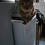abyssinian, animal, appliance, cat, device, electricaldevice, laundry, pet, refrigerator, washer