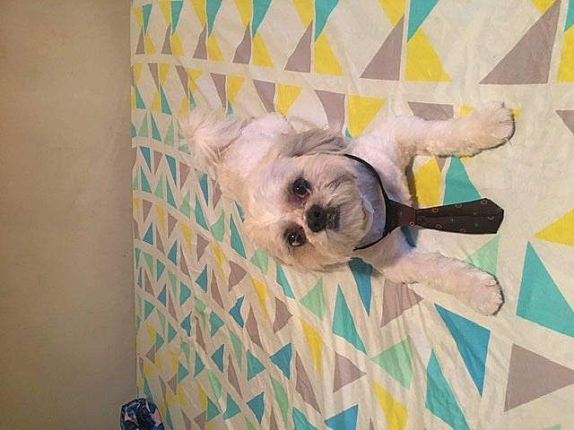 Dude is registered to the contest to win money with this photo: canidae, carnivore, comfort, companion_dog, dog, dog_breed, dog_clothes, dog_supply, fawn, flooring, linens, mammal, pattern, pet_supply, room, snout, sporting_group, terrier, toy_dog, working_animal