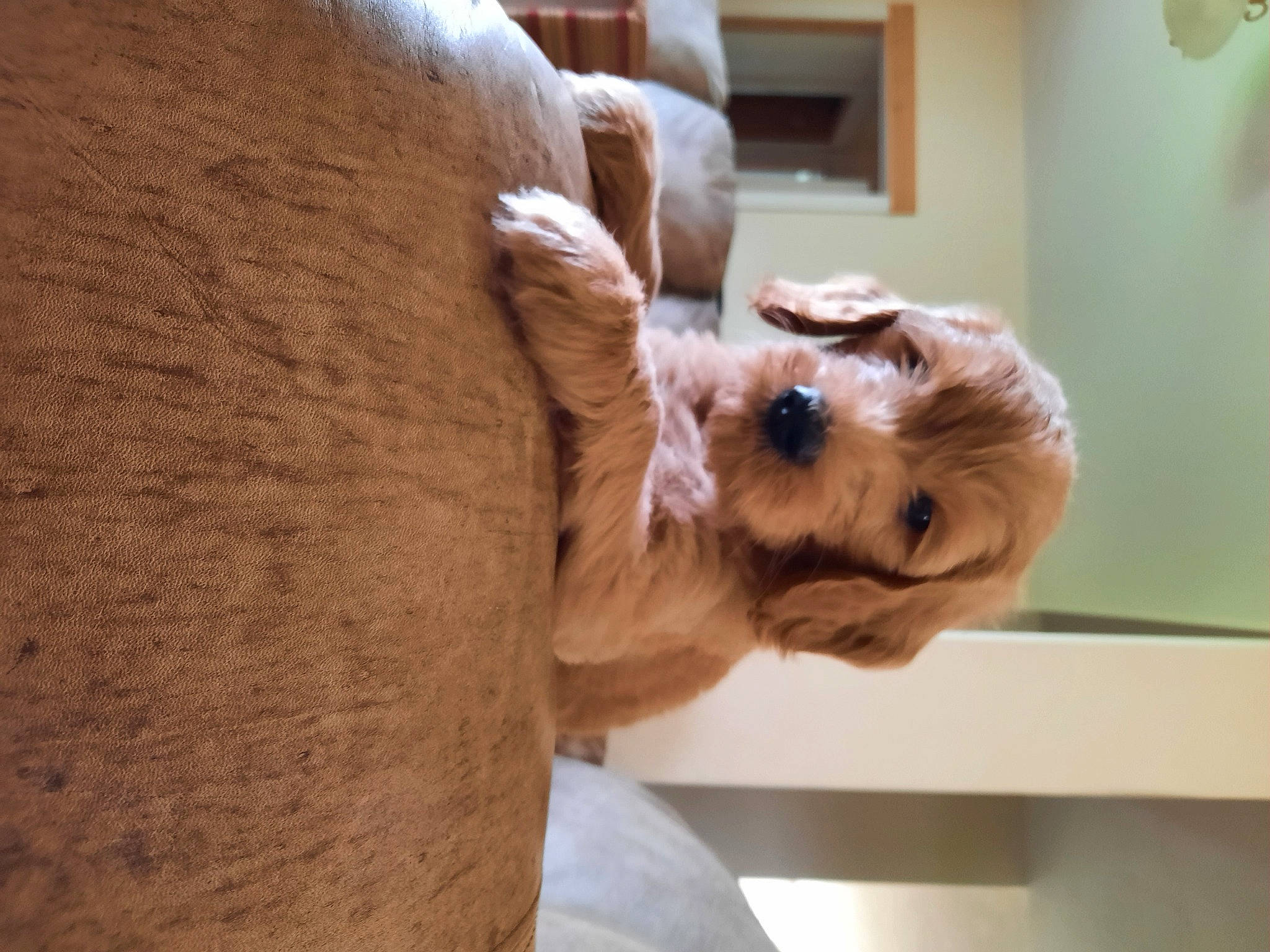 Critter joined the competition — help win amazing prizes! canidae, carnivore, comfort, companion_dog, dog, dog_breed, dog_supply, fawn, flooring, fur, gesture, hardwood, puppy_love, snout, sporting_group, toy_dog, vertebrate, whiskers, wood, working_animal