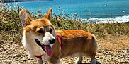 Newton participe au concours pour gagner de l'argent avec cette photo : dog, corgi, pet, animal, outdoor, coast, sea, sky, grass, rocks, sunny, harness, tongue_out, ears_up, nature, daytime, walking, canine, mammal, landscape
