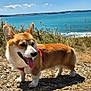 dog, corgi, pet, animal, outdoor, coast, sea, sky, grass, rocks, sunny, harness, tongue_out, ears_up, nature, daytime, walking, canine, mammal, landscape