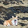 Newton a rejoint le concours — aidez-le/la à gagner de superbes lots ! dog, corgi, rock, seaweed, tongue_out, outdoor, sunny, nature, animal, pet, smiling, landscape, coast, house, greenery, sky, happy, resting, summer, daytime