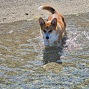 Newton participe au concours pour gagner de l'argent avec cette photo : dog, corgi, puppy, water, shallow_water, pebbles, beach, sunlight, outdoor, animal, pet, playing, wet, tail, ears, summer, nature, daytime, small_dog, adorable