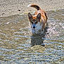 dog, corgi, puppy, water, shallow_water, pebbles, beach, sunlight, outdoor, animal, pet, playing, wet, tail, ears, summer, nature, daytime, small_dog, adorable