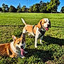 Newton participe au concours pour gagner de l'argent avec cette photo : dog, outdoor, grass, sunny, field, greenery, pet, canine, happy, tongue_out, beagle, corgi, nature, daylight, playful, animal, park, sunshine, harness, smiling