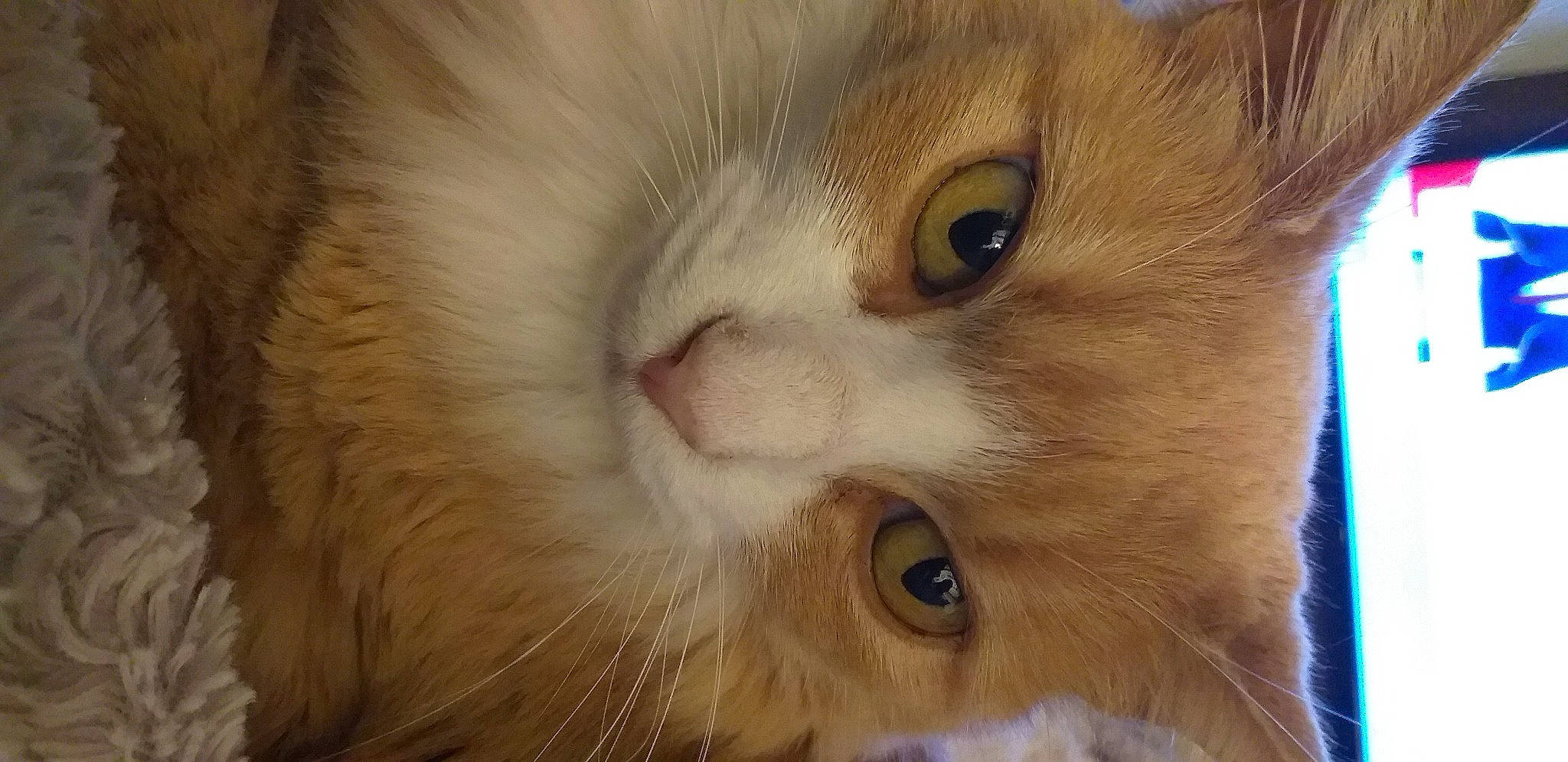 Caramel participe au concours pour gagner de l'argent avec cette photo : carnivore, cat, curious, domestic_short_haired_cat, ear, eye, fawn, felidae, fur, head, pet_supply, small_to_medium_sized_cats, snout, whiskers, wood