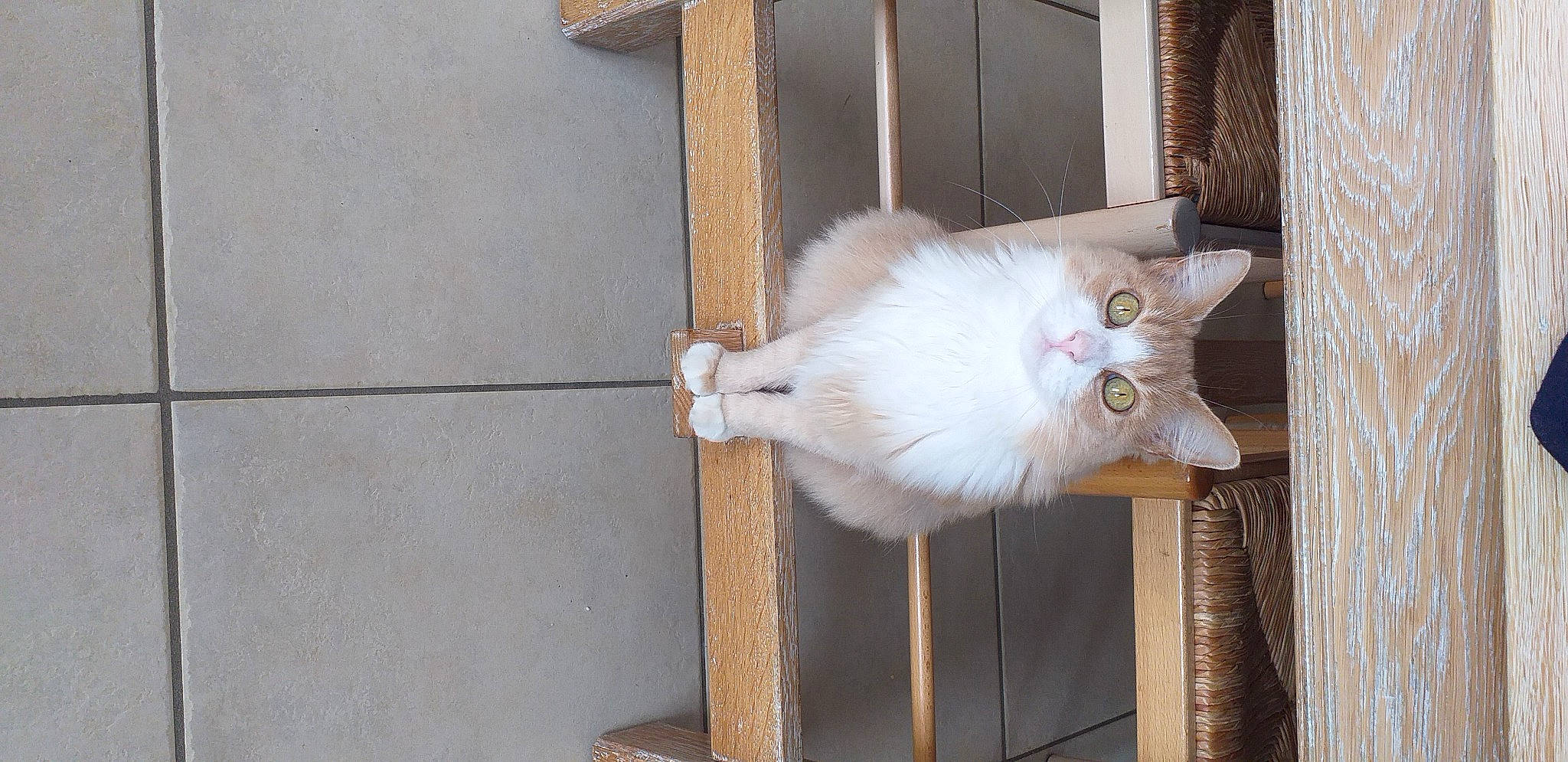 Caramel a rejoint le concours — aidez-le/la à gagner de superbes lots ! animal_shelter, carnivore, cat, domestic_short_haired_cat, felidae, fur, hardwood, paw, small_to_medium_sized_cats, tail, whiskers, wood