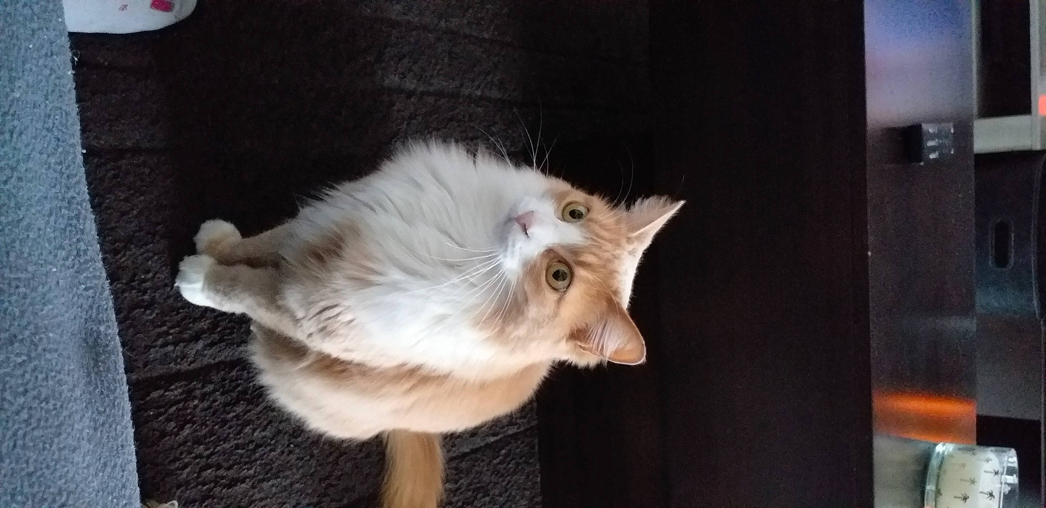 Caramel a rejoint le concours — aidez-le/la à gagner de superbes lots ! british_longhair, canidae, carnivore, cat, claw, companion_dog, dog_breed, fang, fawn, felidae, fur, paw, small_to_medium_sized_cats, snout, tail, whiskers